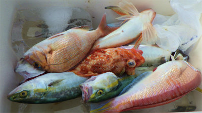 ハナダイ(チダイ)・ツバイソ(ブリ)・アマダイ(アカアマダイ)・カナガシラ