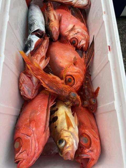 キジハタ・キントキ(チカメキントキ)・オキメバル(ウスメバル)