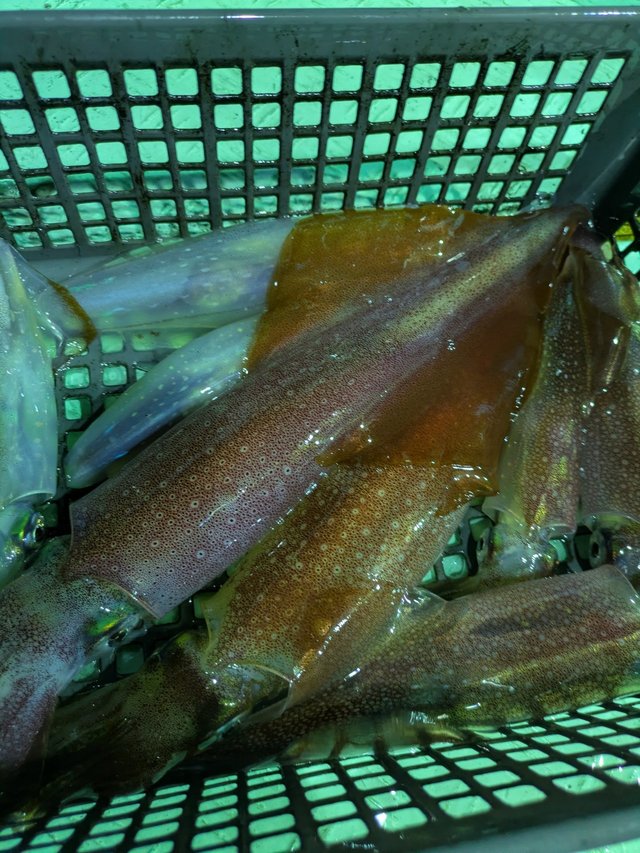 イカ(ケンサキイカ)