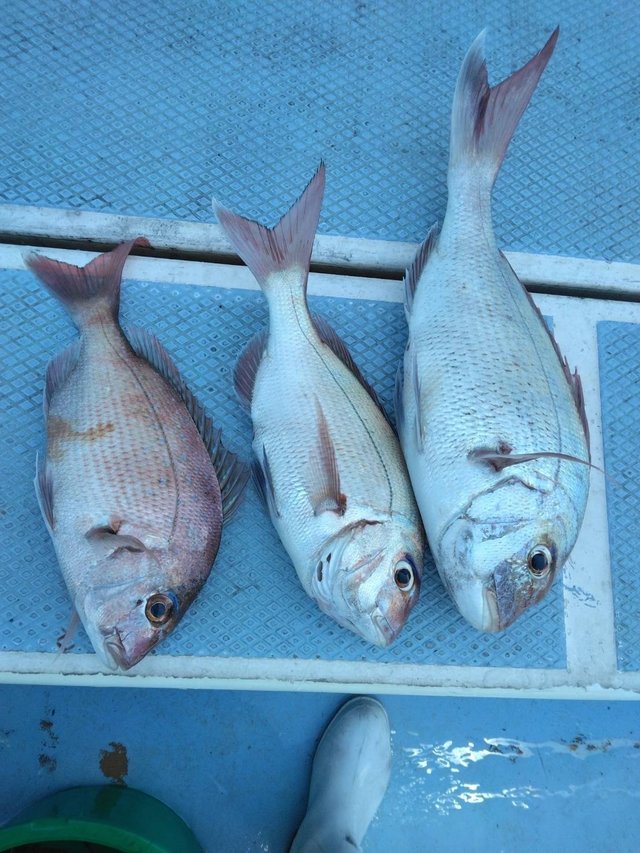 マダイ・ハナダイ(チダイ)