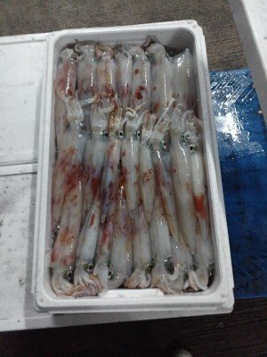 イカ(ケンサキイカ)