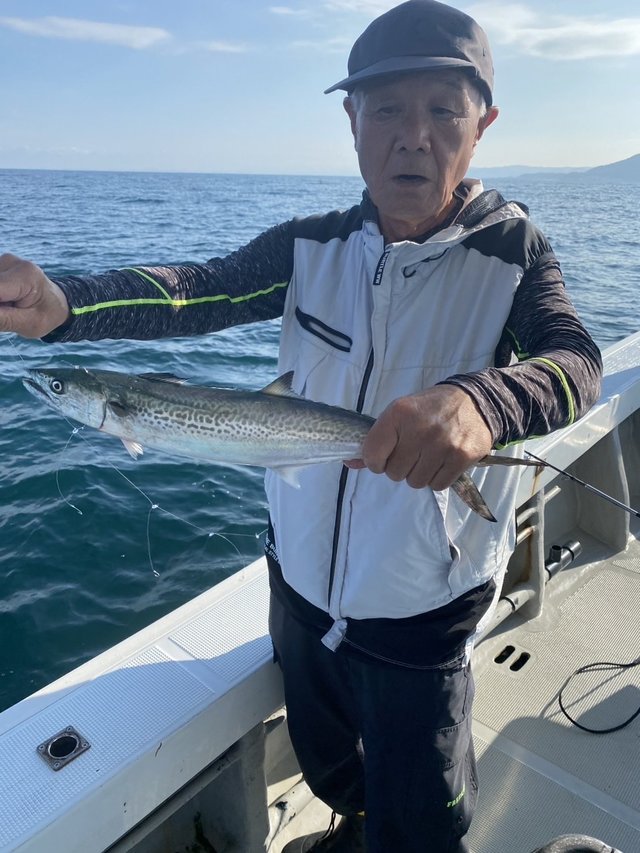 サゴシ(サワラ)