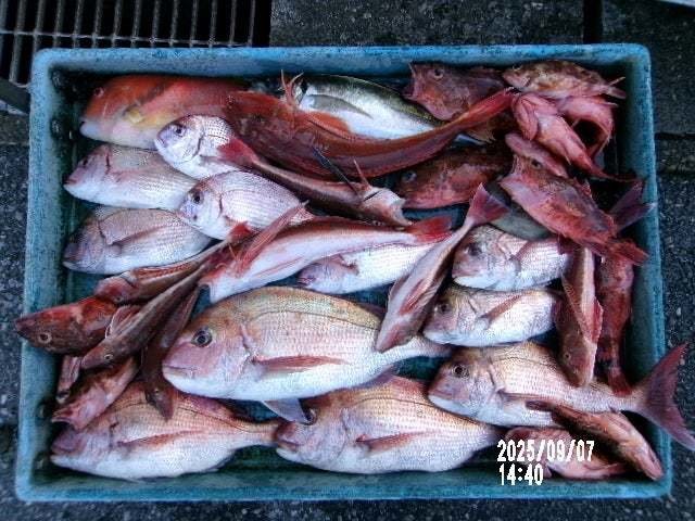 マダイ・ハナダイ(チダイ)・アジ(マアジ)・カサゴ・ホウボウ