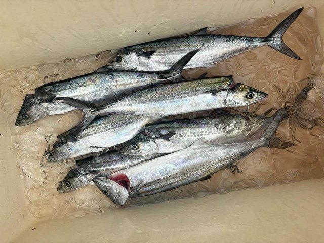 サゴシ(サワラ)