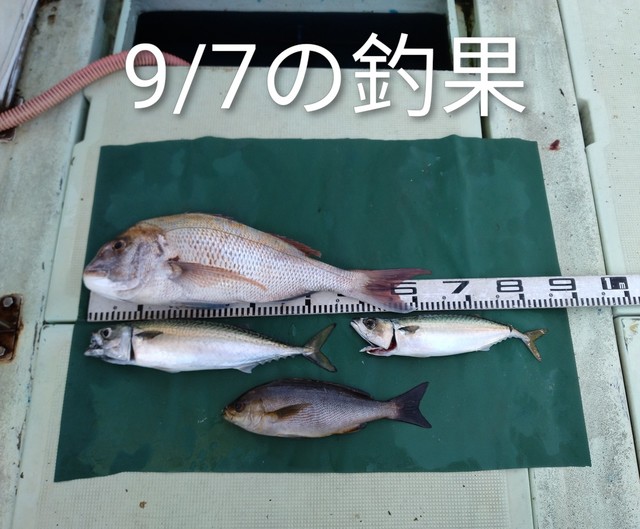 マダイ・イサキ・マサバ