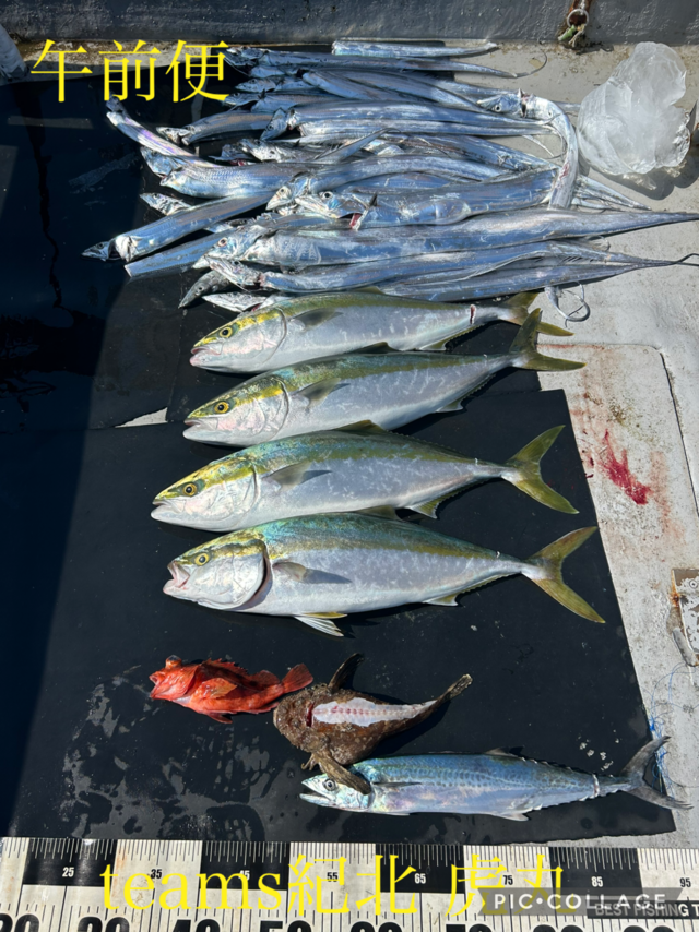 メジロ(ブリ)・サゴシ(サワラ)・タチウオ・ガシラ(カサゴ)・オコゼ(オニオコゼ)