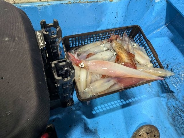 シロイカ(ケンサキイカ)