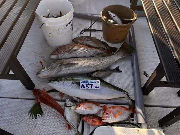 マダイ・レンコダイ(キダイ)・カイワリ・ブリ・カサゴ・ホウボウ