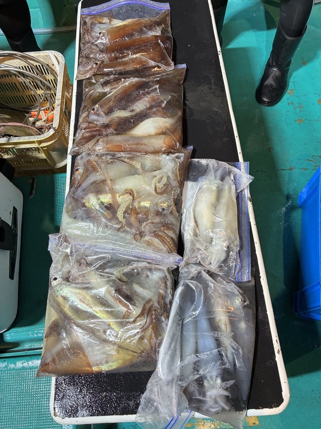 アカイカ(ケンサキイカ)・スルメイカ