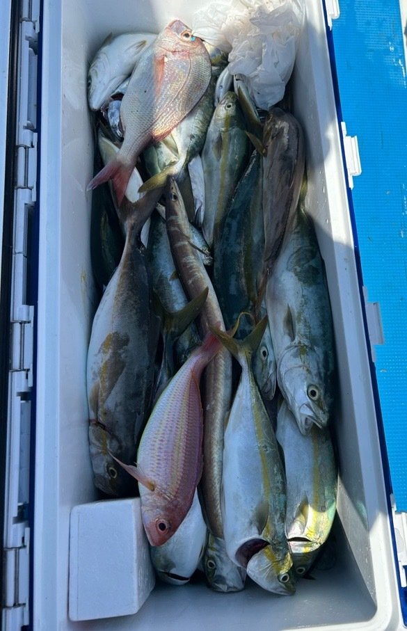 マダイ・イナダ(ブリ)・ショゴ(カンパチ)・イサキ・イトヨリ(イトヨリダイ)・ハモ