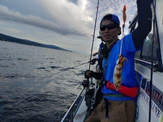 アオリ(アオリイカ)