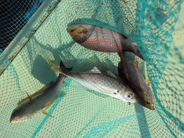 タイ(マダイ)・アジ(マアジ)