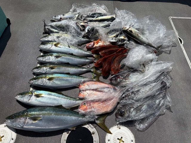 ハマチ(ブリ)・アマダイ(アカアマダイ)・メダイ・ホウボウ