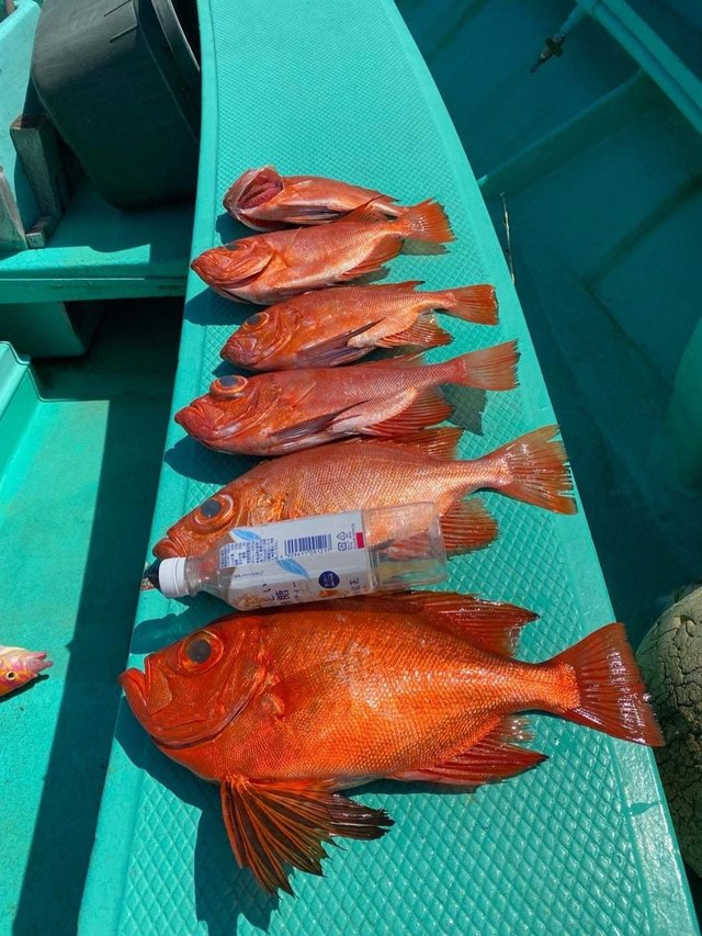 キントキ(チカメキントキ)