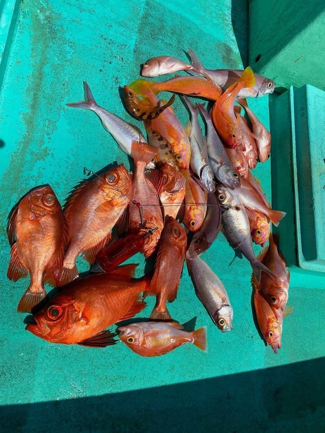 アカイサキ・キントキ(チカメキントキ)