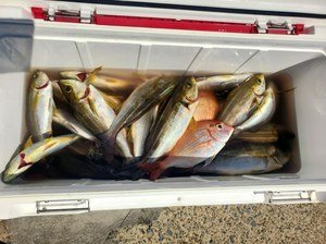 ハナダイ(チダイ)・イサキ