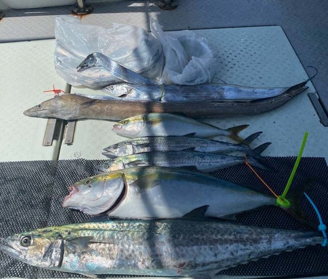 ツバス(ブリ)・ハマチ(ブリ)・メジロ(ブリ)・サワラ・サゴシ(サワラ)・タチ(タチウオ)・ハモ