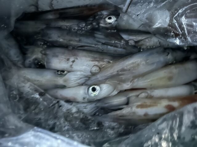 ケンサキ(ケンサキイカ)