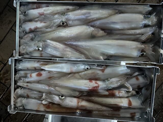 ケンサキ(ケンサキイカ)