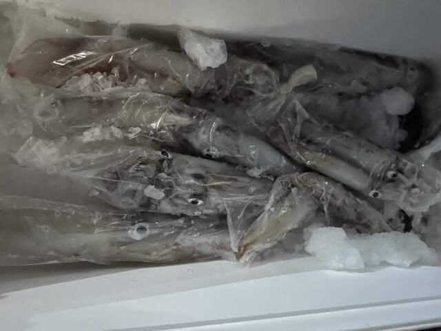 ケンサキ(ケンサキイカ)