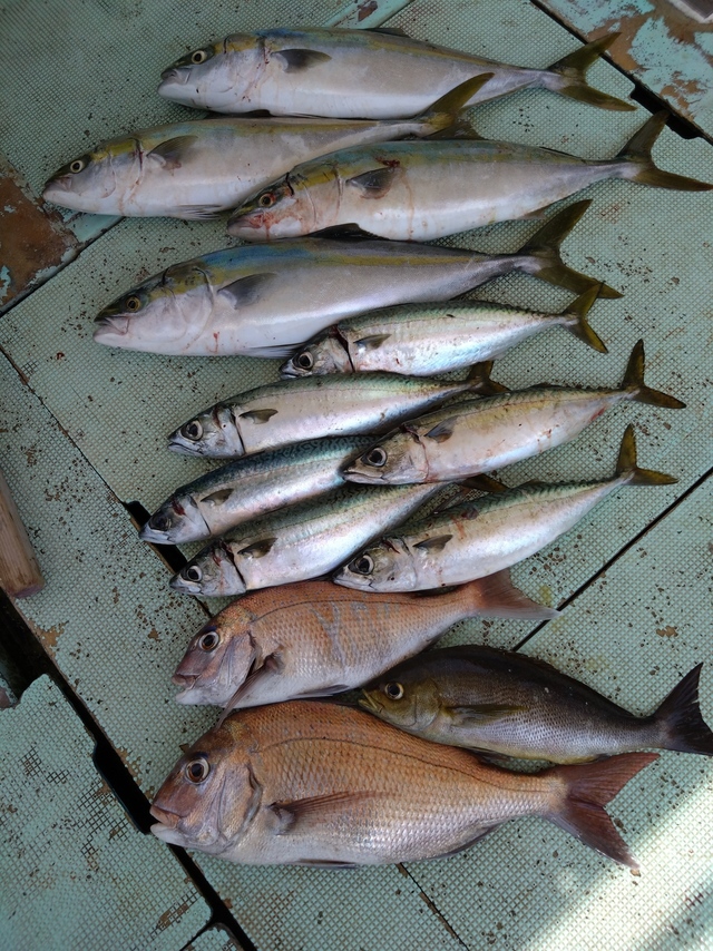 タイ(マダイ)・メジロ(ブリ)・イサギ(イサキ)・サバ(マサバ)