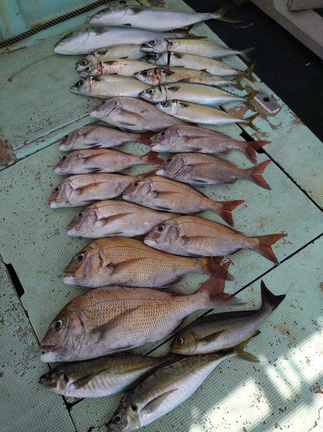 タイ(マダイ)・アジ(マアジ)・メジロ(ブリ)・イサギ(イサキ)・サバ(マサバ)