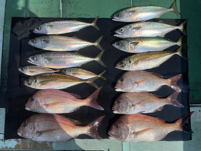 マダイ・マアジ・マサバ