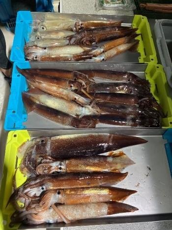 スルメイカ・マイカ(ケンサキイカ)