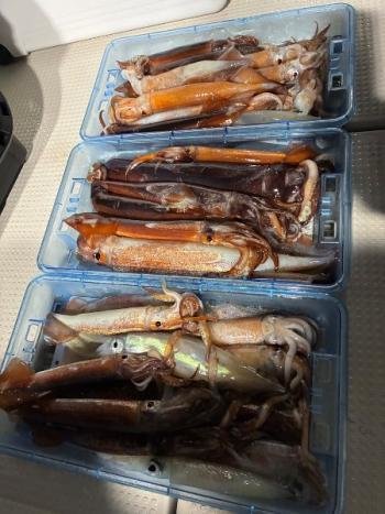 スルメイカ・マイカ(ケンサキイカ)