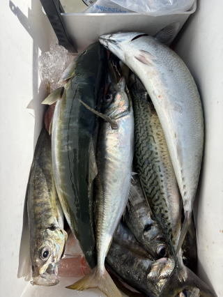 アジ(マアジ)・サバ(ゴマサバ)