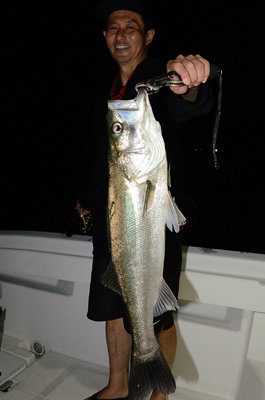 シーバス(スズキ)