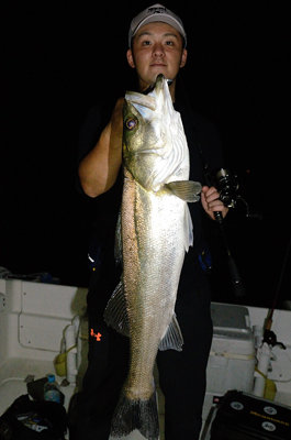 シーバス(スズキ)