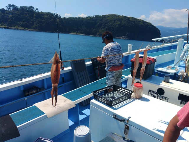 スルメ(スルメイカ)