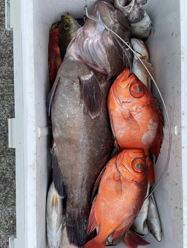 キントキ(チカメキントキ)