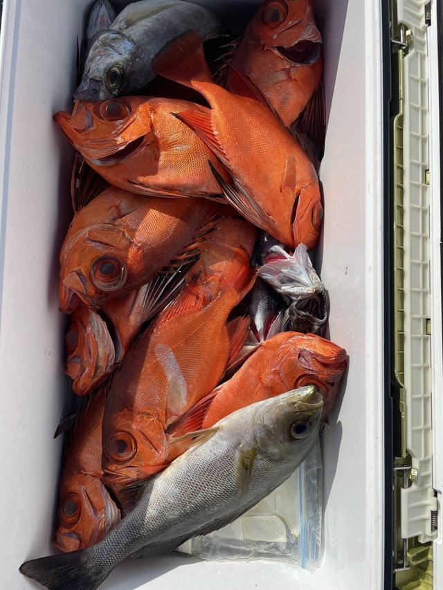 イサキ・キントキ(チカメキントキ)