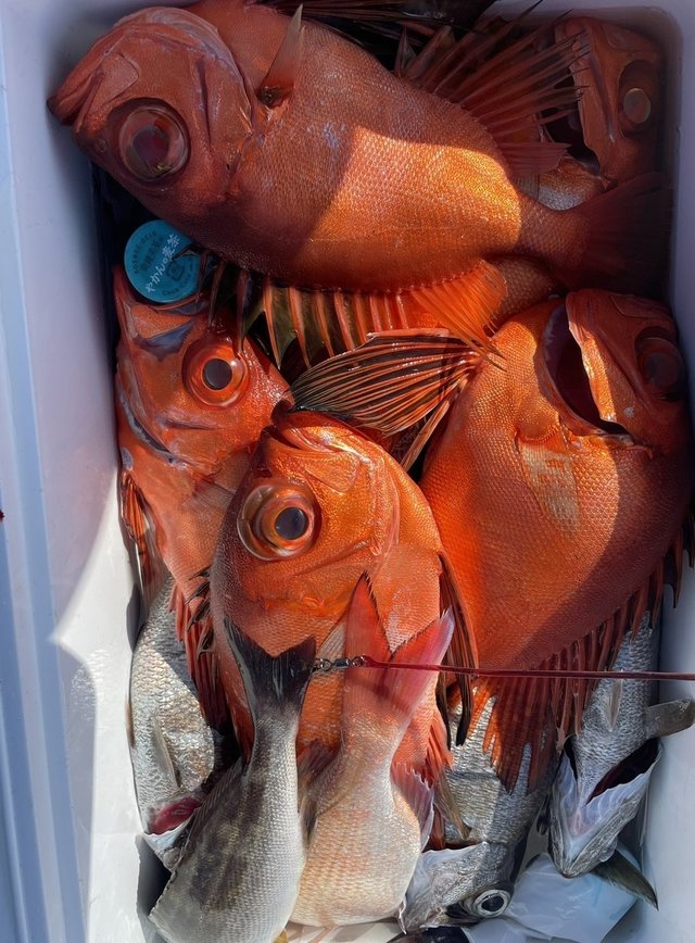 キントキ(チカメキントキ)