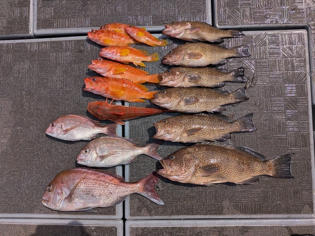 タイ(マダイ)・アカハタ・オオモンハタ