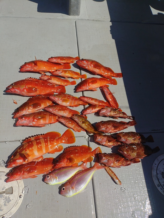 アカハタ・カサゴ