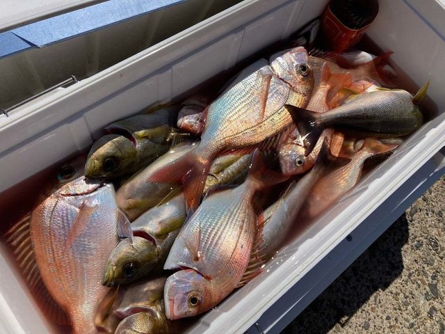 ハナダイ(チダイ)・イサキ