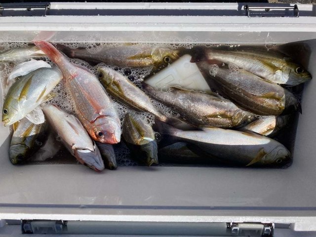 ハナダイ(チダイ)・イサキ