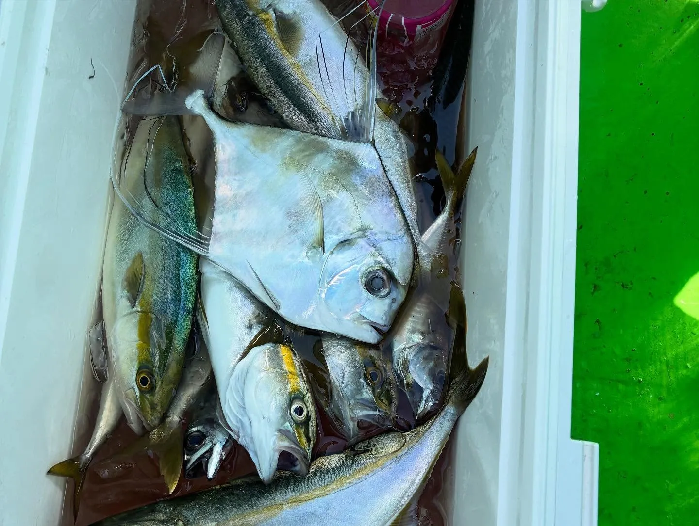 アジ(マアジ)・イナダ(ブリ)・イトヒキアジ