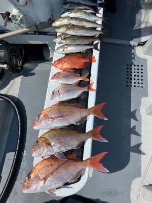 マダイ・レンコダイ(キダイ)・イサキ・チカメ(チカメキントキ)