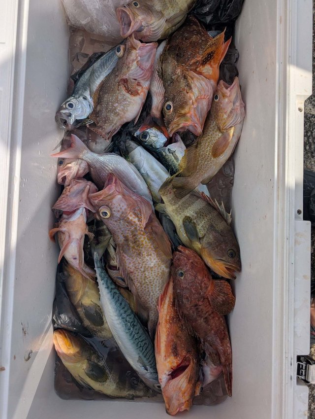 ハナダイ(チダイ)・アオハタ・キジハタ・アジ(マアジ)・ウッカリカサゴ・サバ(ゴマサバ)