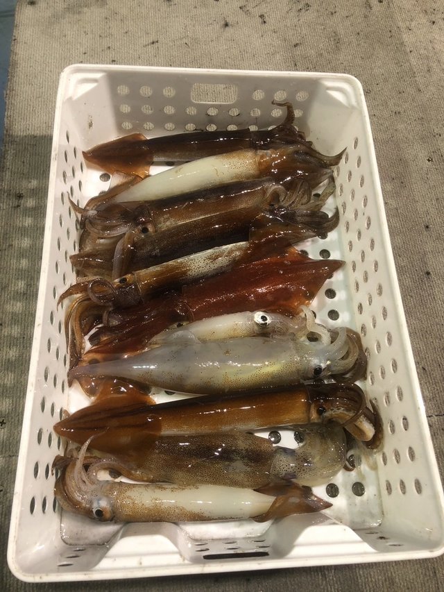 マルイカ(ケンサキイカ)