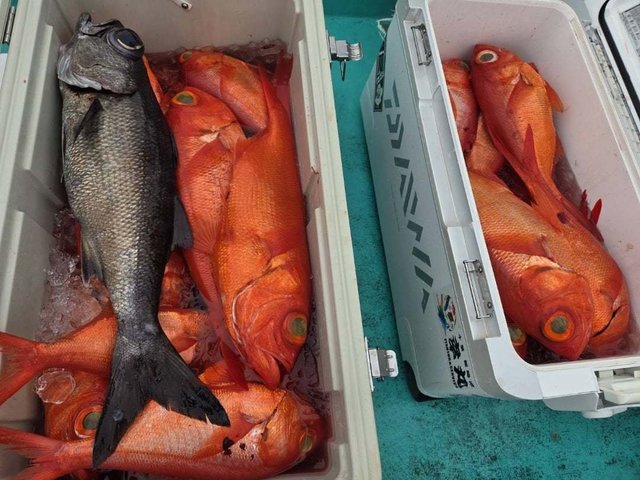 クロムツ・キンメ(キンメダイ)