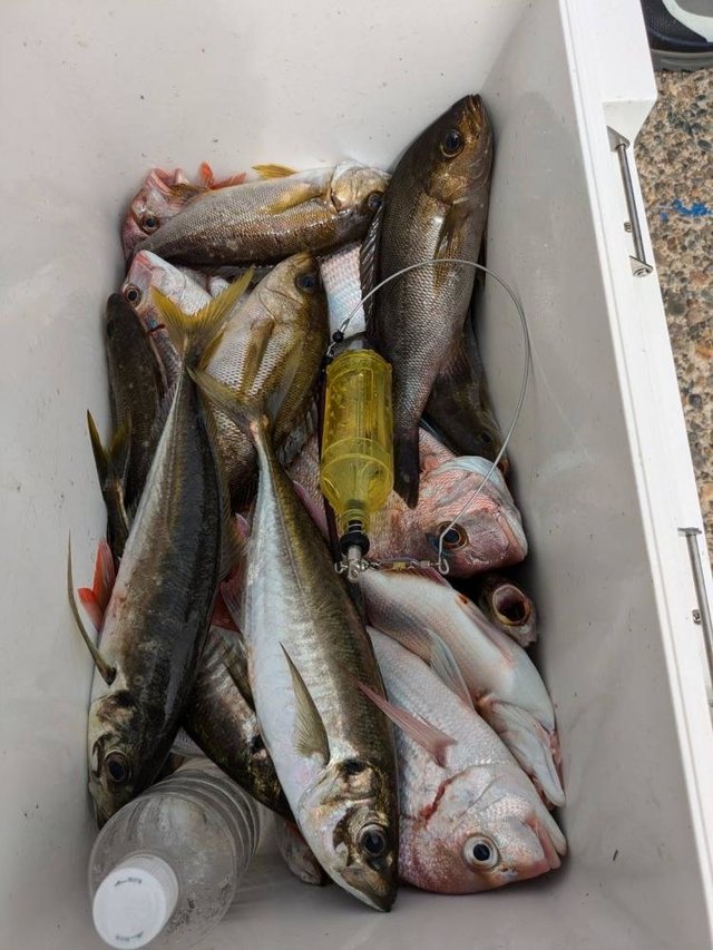 ハナダイ(チダイ)・アジ(マアジ)・イサキ