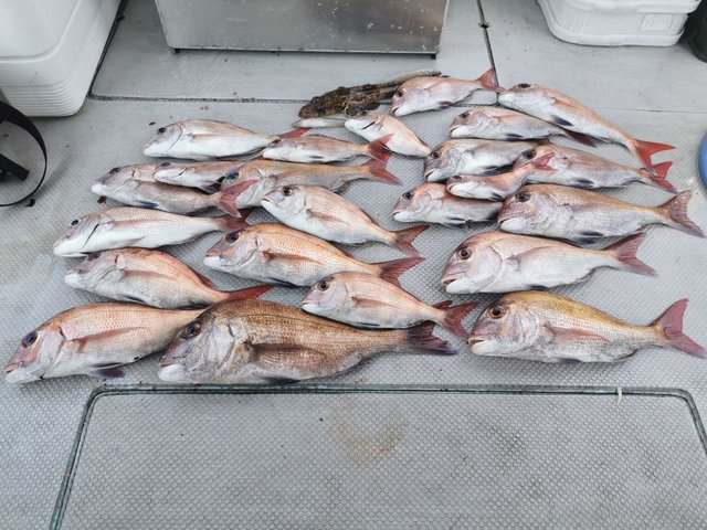 マダイ・イネゴチ