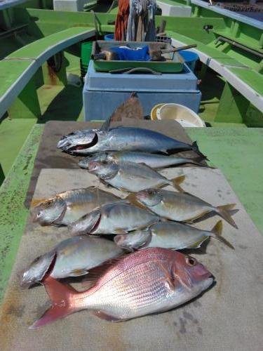 マダイ・アジ(マアジ)・イナダ(ブリ)