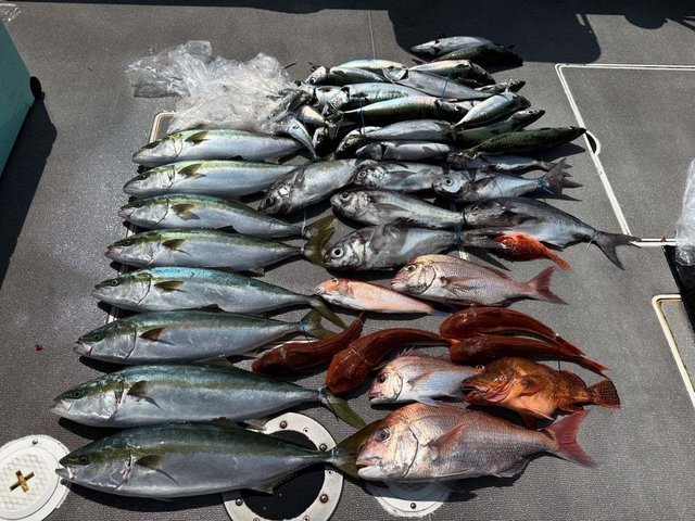 マダイ・ハマチ(ブリ)・メダイ・ホウボウ