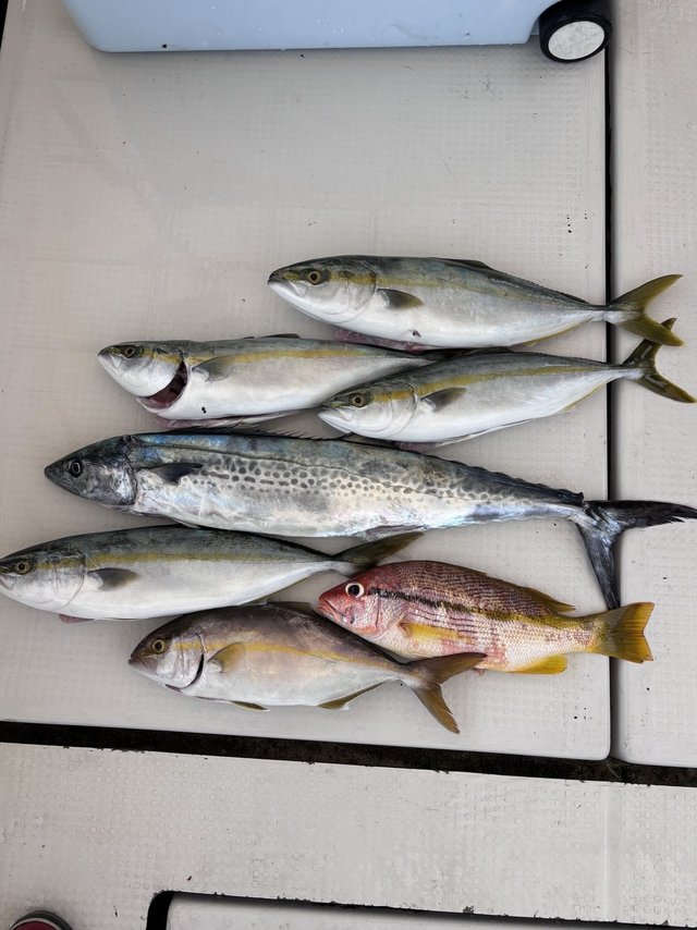 ハマチ(ブリ)・シオ(カンパチ)